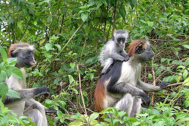 Jozani Forest and Kuza Cave