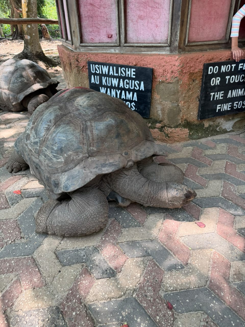 Prison Island and Stone Town Walking Tour